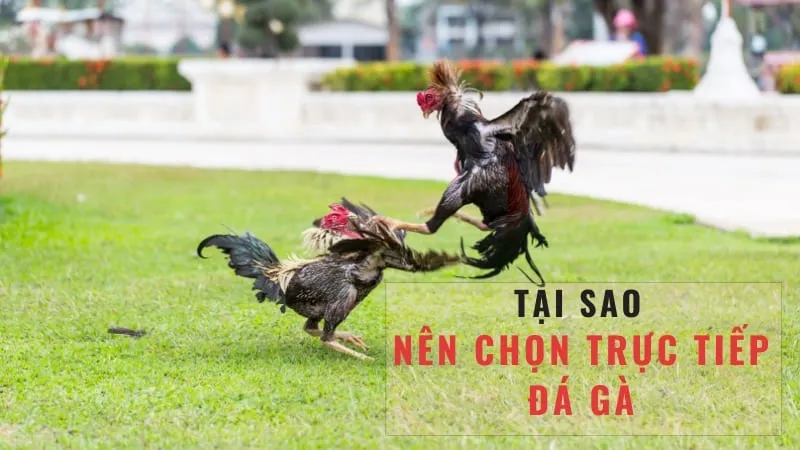 Lịch Sử Và Sự Phát Triển Của Đá Gà