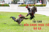 Đá Gà C2 - Cách Chơi và Kinh Nghiệm