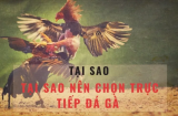 Đá Gà Trực Tuyến C2 - Ưu và Nhược Điểm